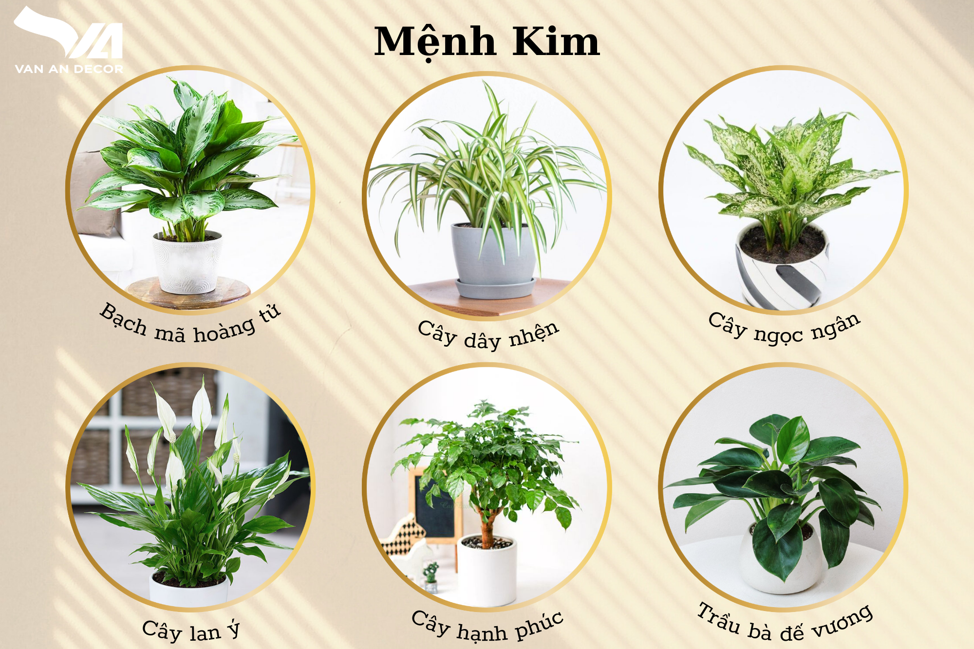 Tìm hiểu về cây xanh trong trang trí nội thất