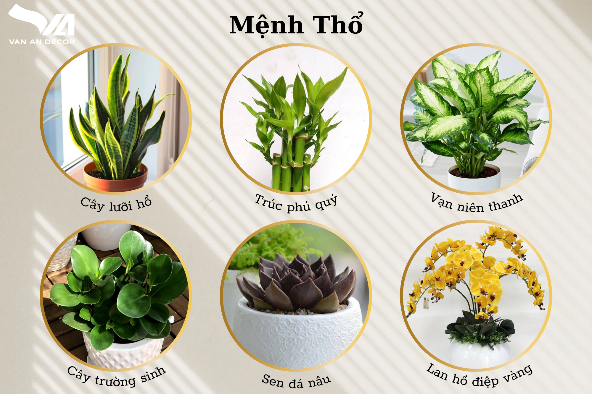 Tìm hiểu về cây xanh trong trang trí nội thất