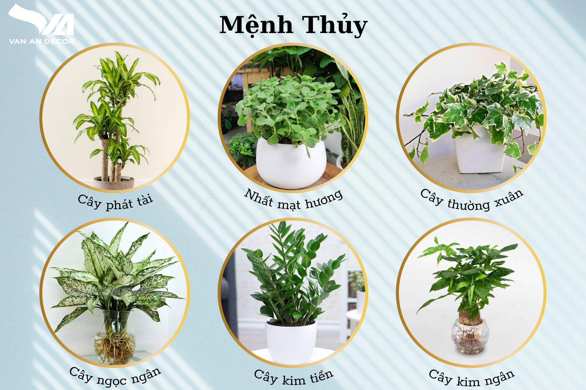 Tìm hiểu về cây xanh trong trang trí nội thất